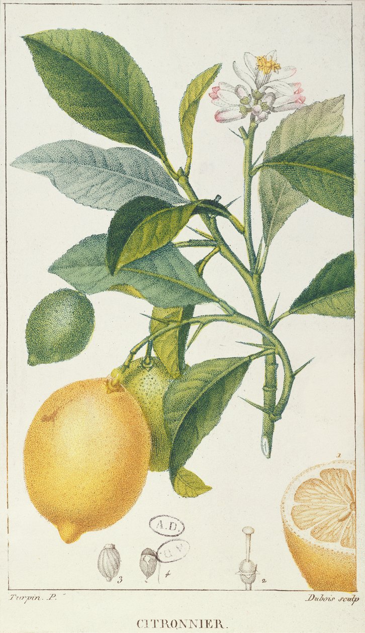 The Lemon Tree, engraved by Dubois by Pierre Jean Francois Turpin