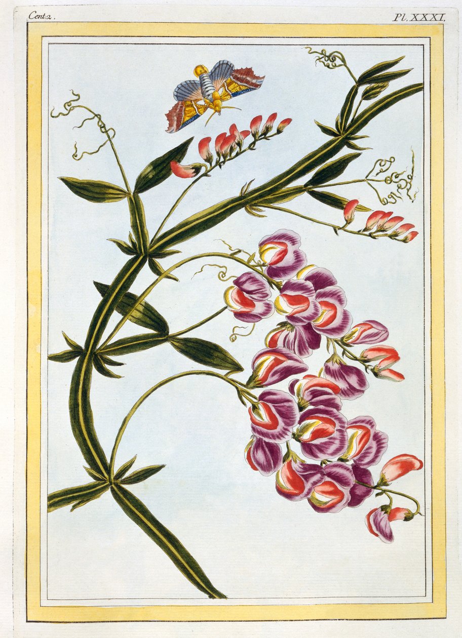 Le Grand Lathyre (Everlasting Sweet Pea), c.1776 by Pierre Joseph Buchoz