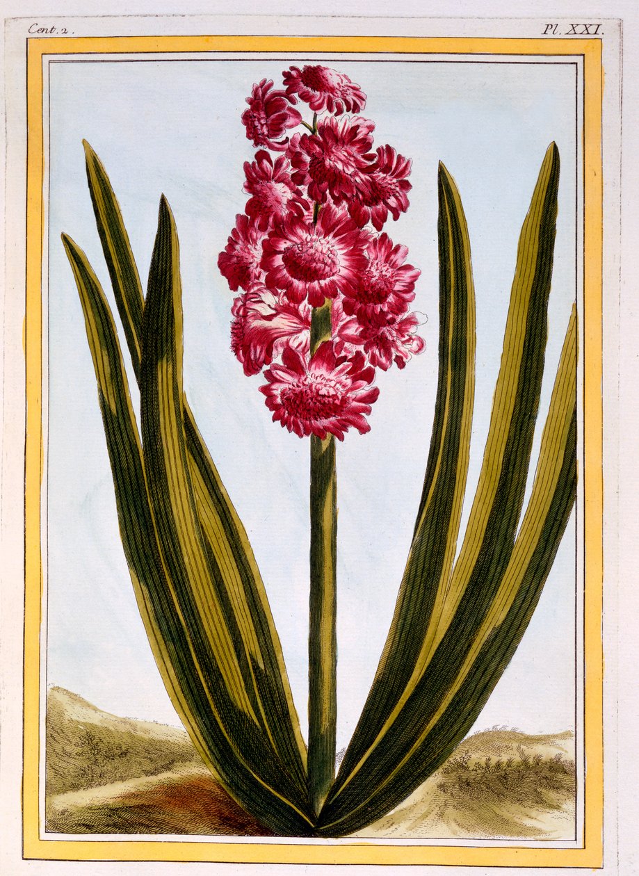 Royal Crimson, c.1766 by Pierre Joseph Buchoz