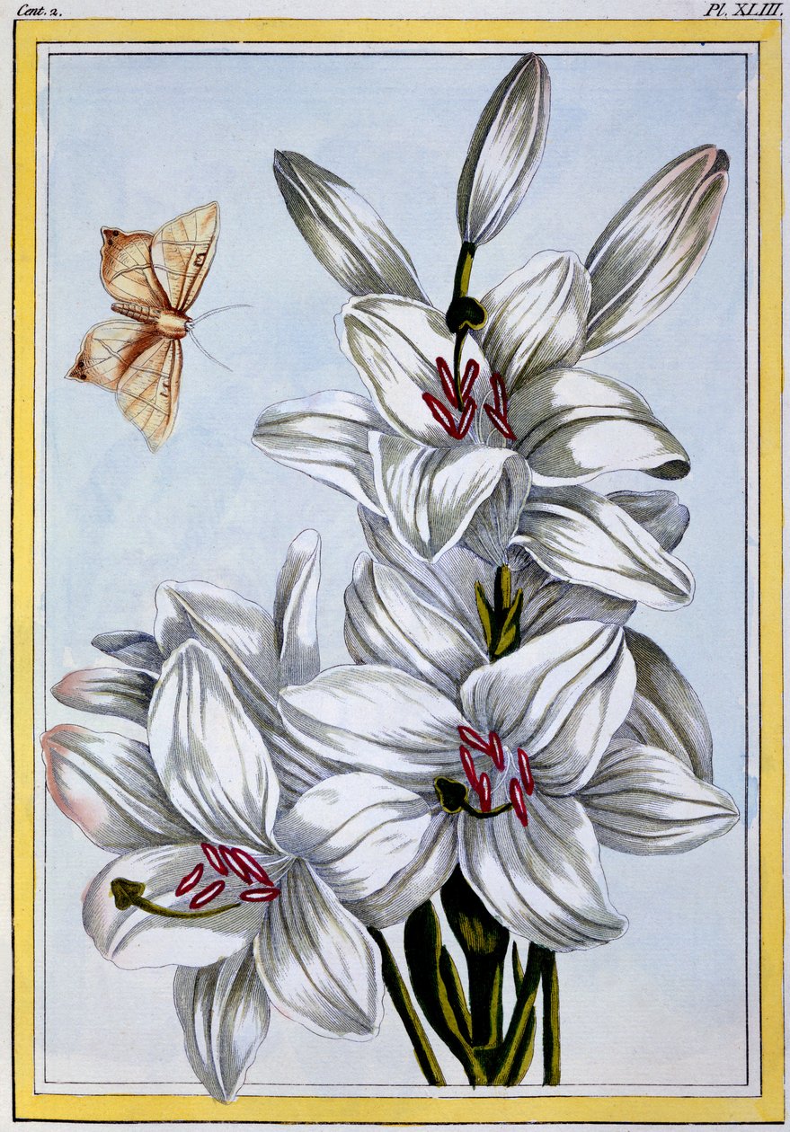 The Great White Lily by Pierre Joseph Buchoz