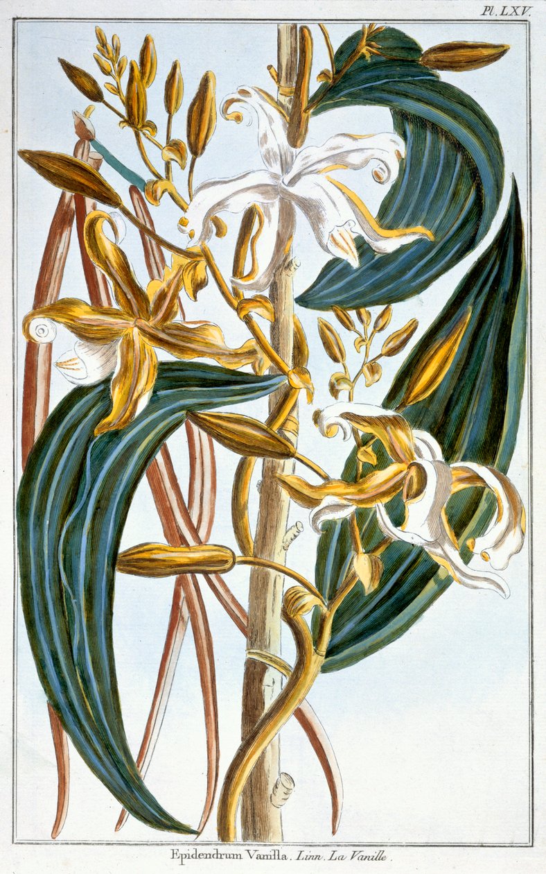 Vanilla Pods, plate 65, from 