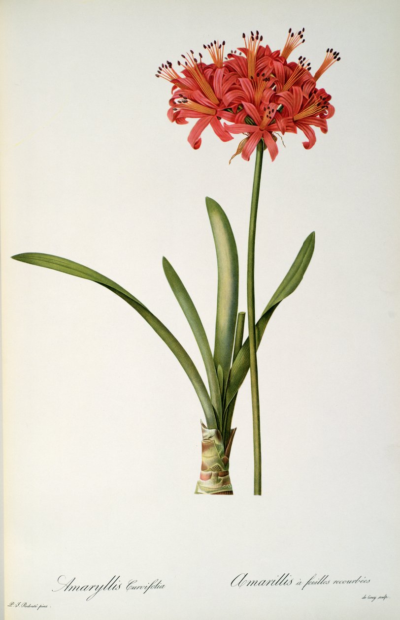 Amaryllis Curvifolia, 1809, from 