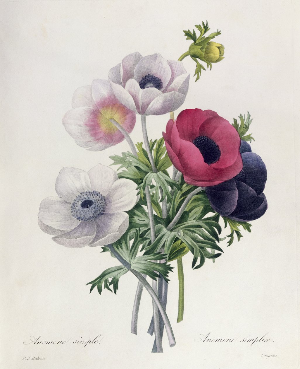 Anemone: Simple, from 