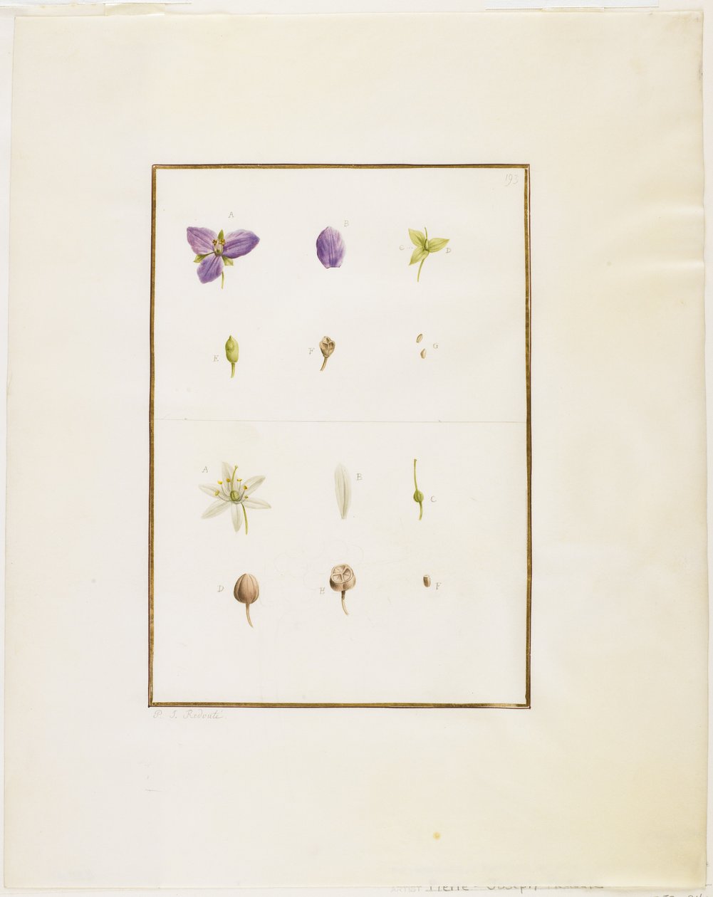 Botanical Dissection: Spiderwort and Senna, c.1778-90 by Pierre Joseph Redouté