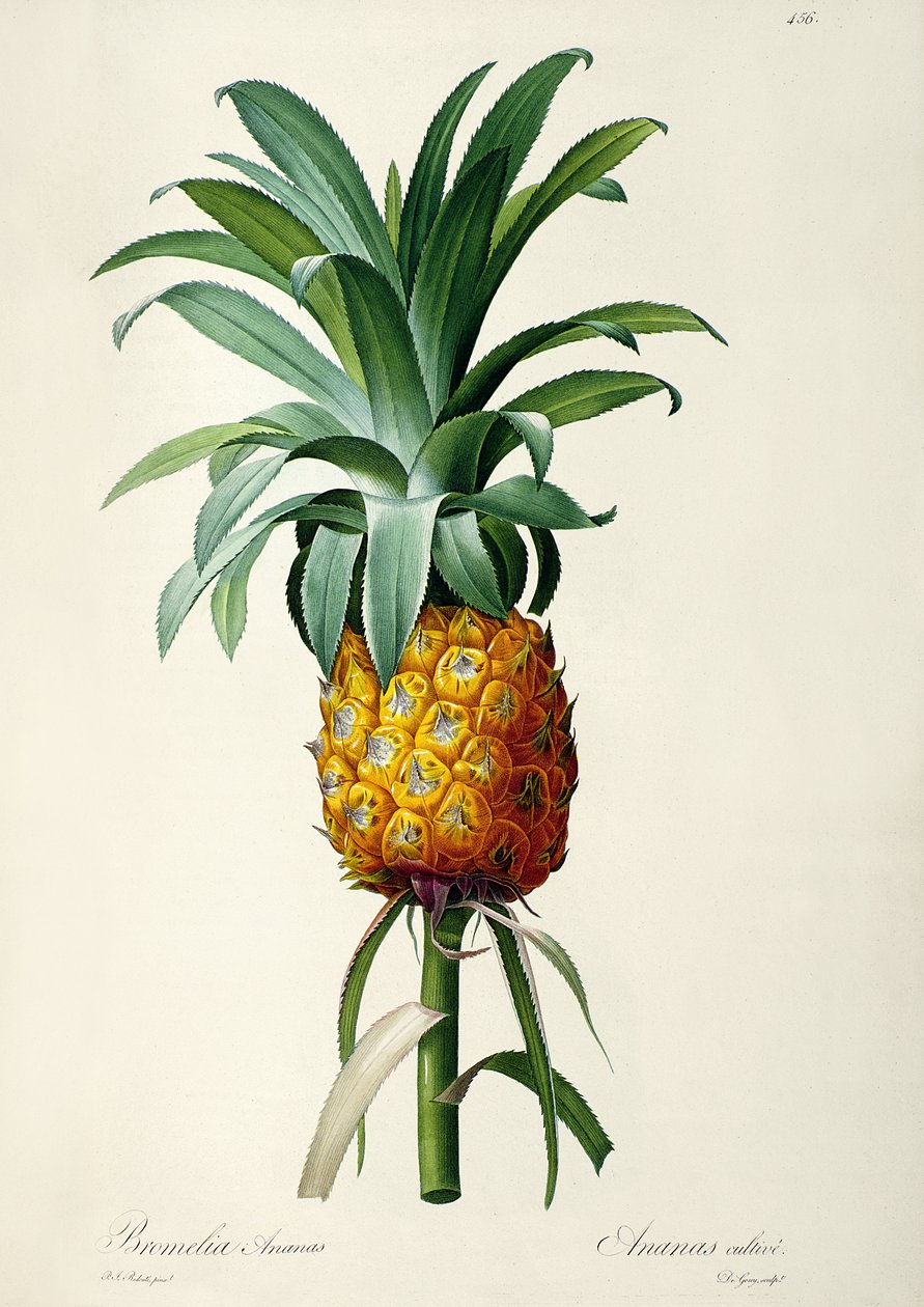 Bromelia Ananas, from 