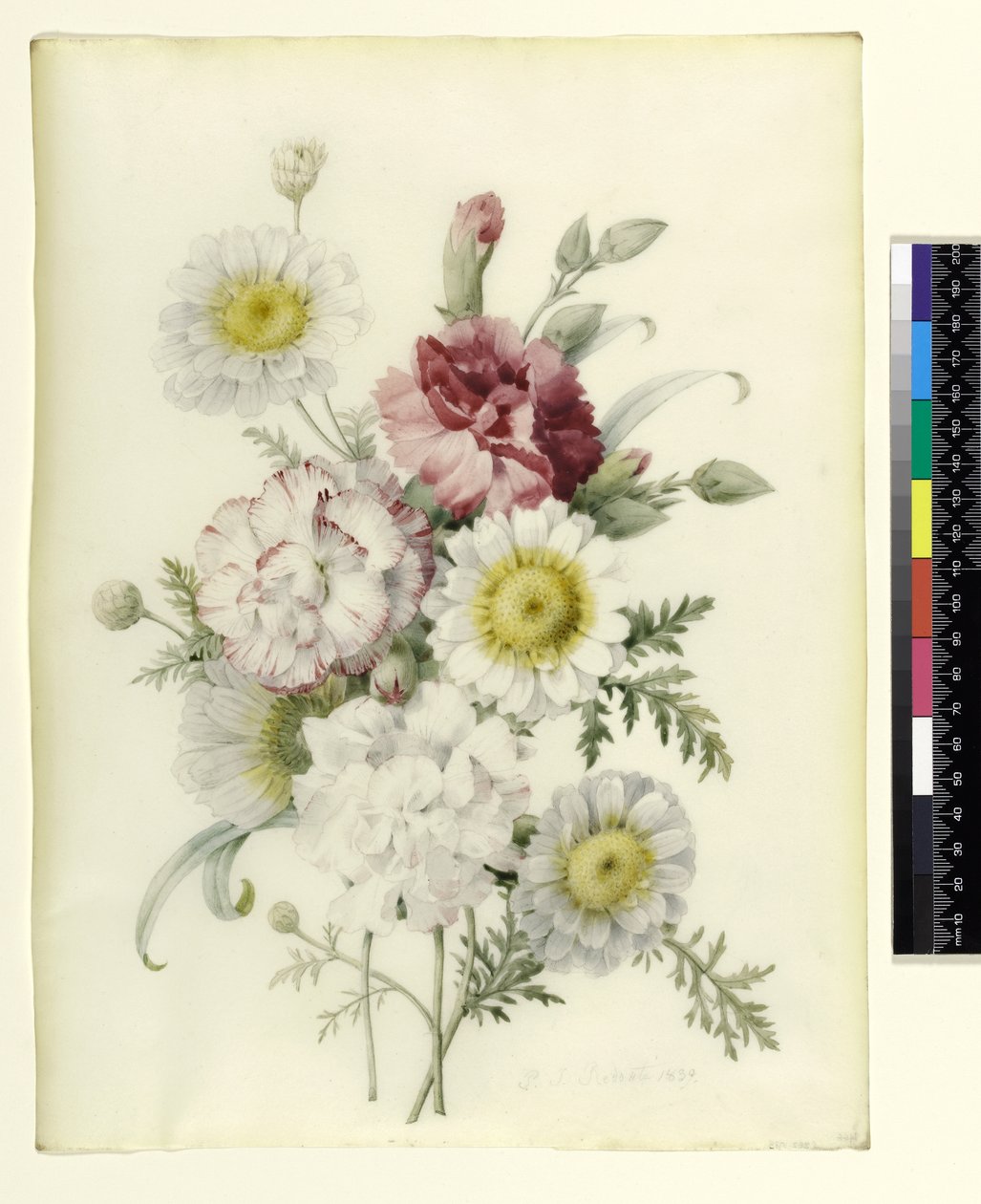 Bunch of Mixed Carnations and White Marigolds by Pierre Joseph Redouté