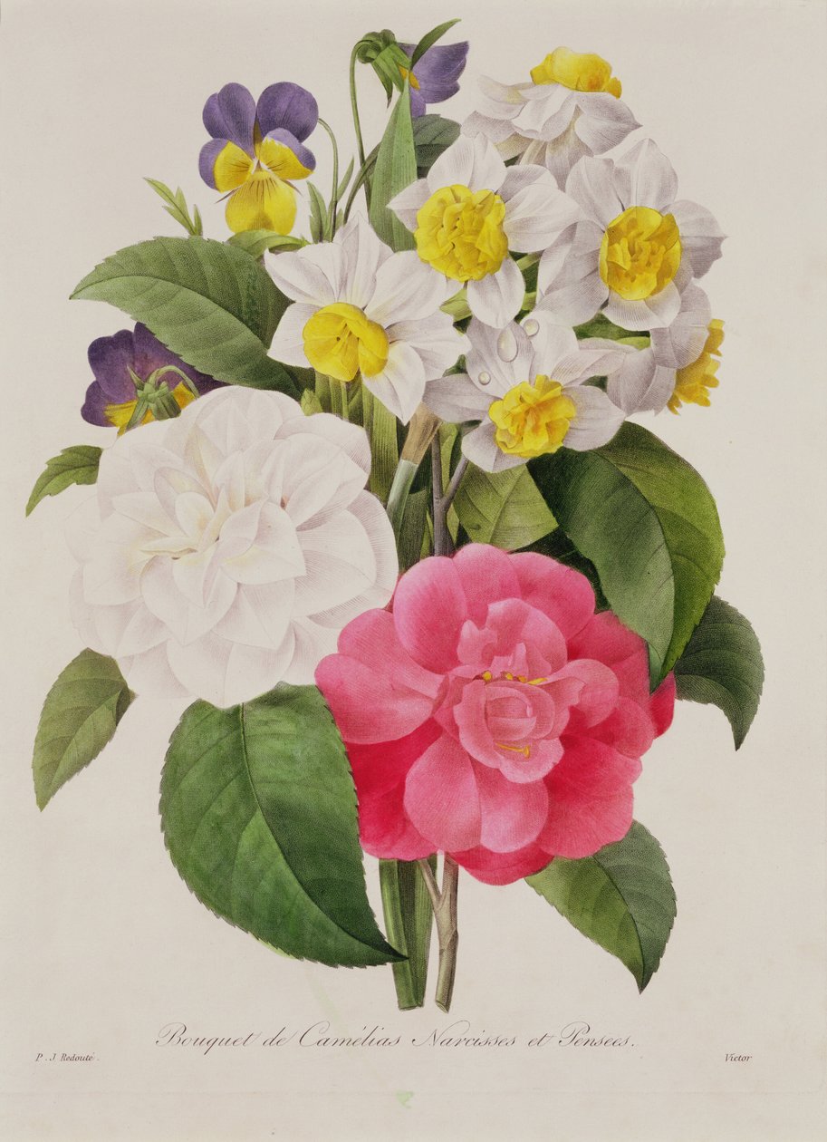 Camellias, Narcissus and Pansies, engraved by Victor, pub. 1827 by Pierre Joseph Redouté