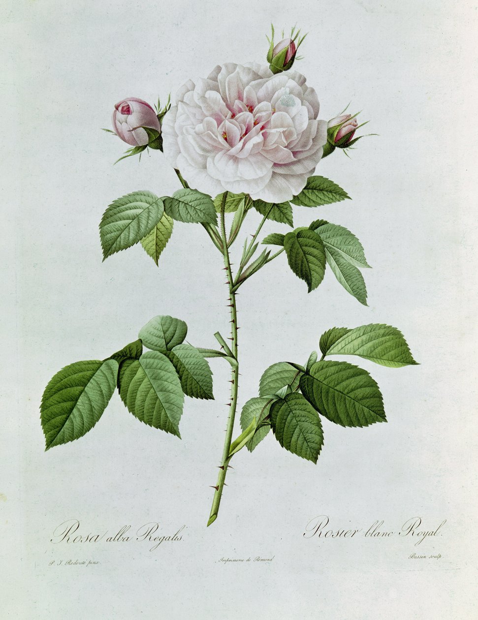 Claude-Antoine Thory Les Roses. Illustration: Rosa Alba Regalis by Pierre Joseph Redouté