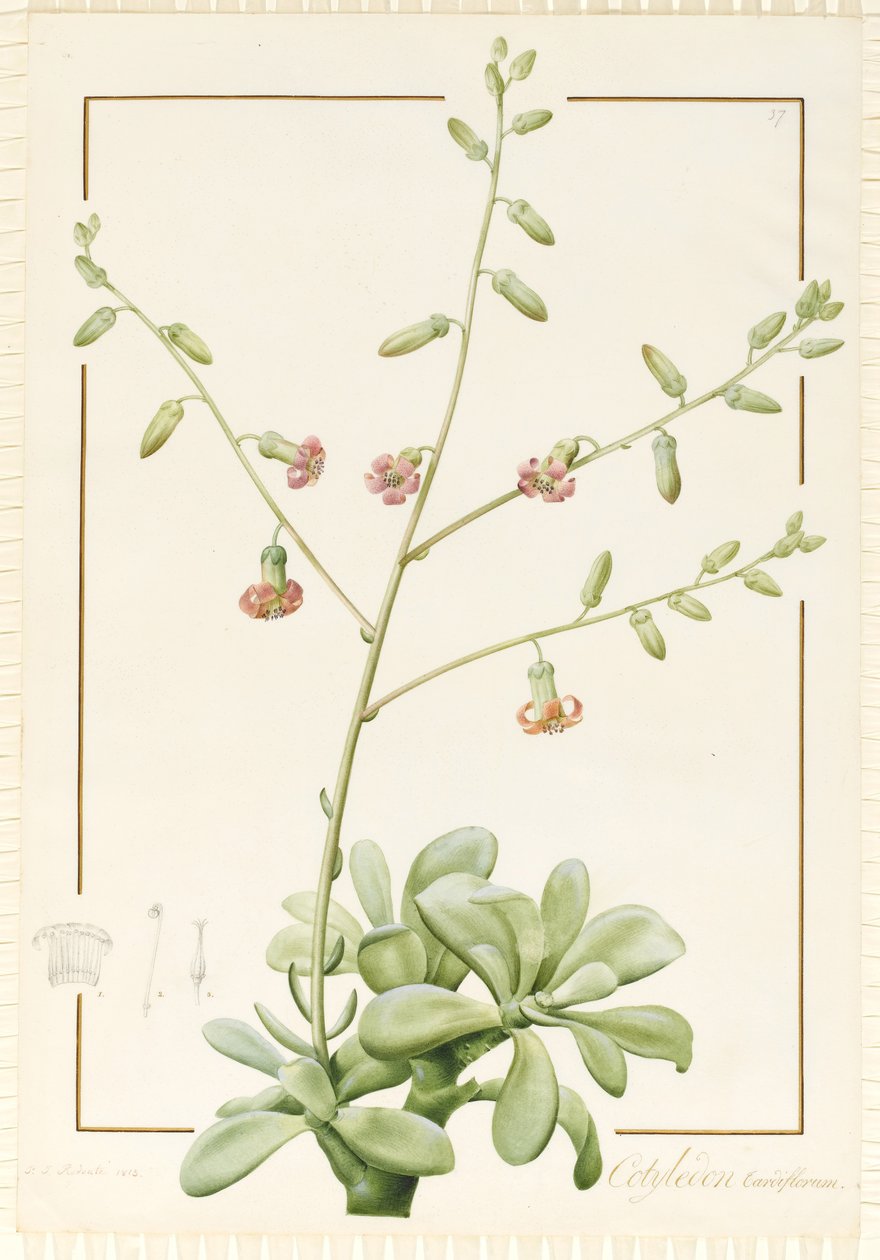 Cotyledon Cardiflorum, 1813 by Pierre Joseph Redouté