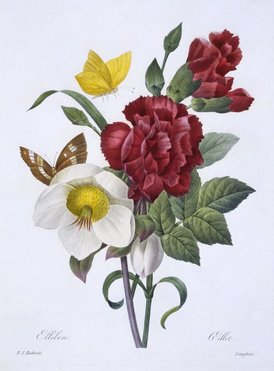 Ellebore et Oeillet, from 