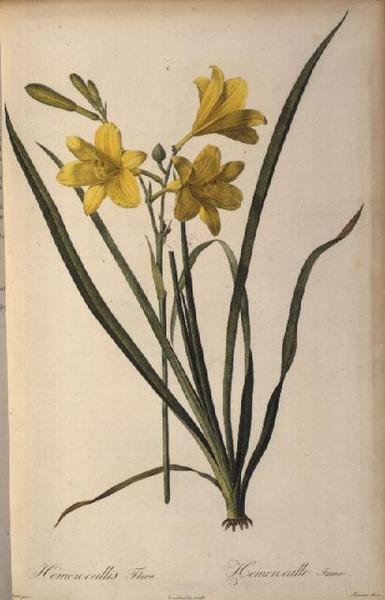Hemerocallis Flava, from Les Liliacees by Pierre Joseph Redouté