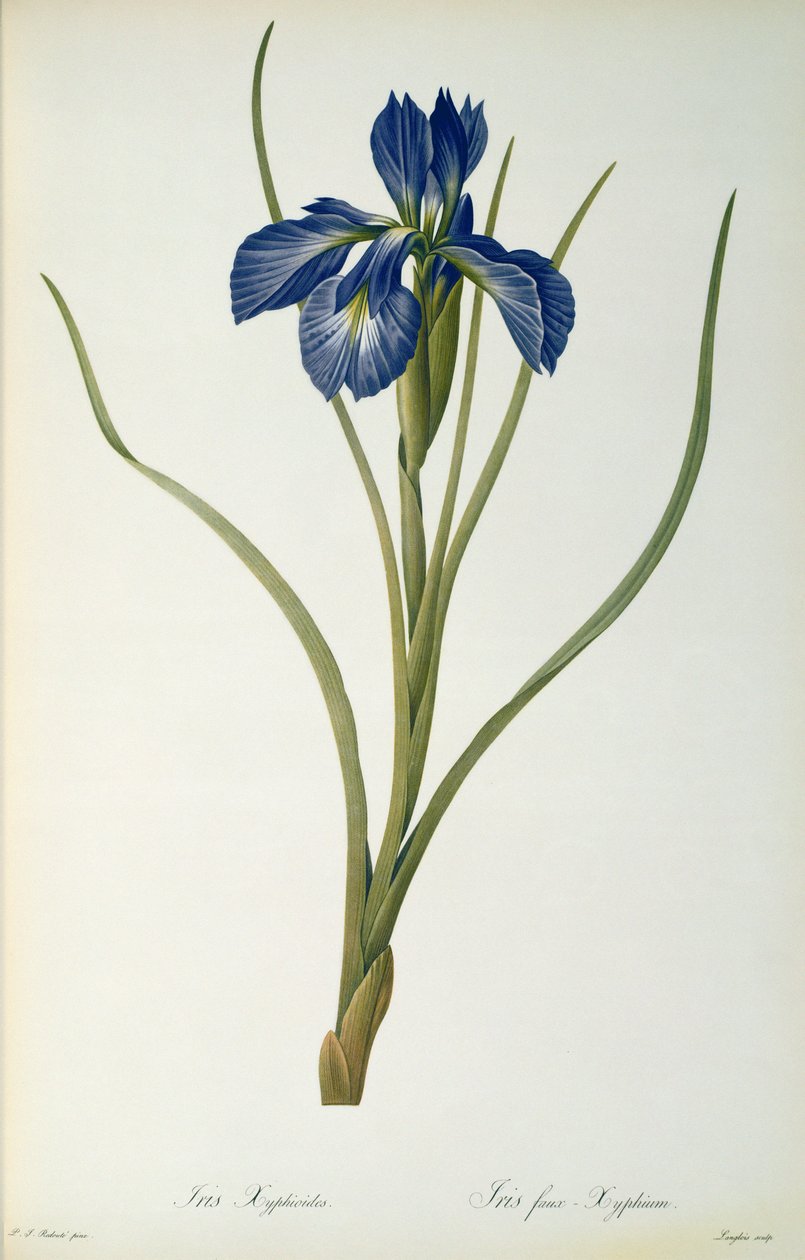 Iris Xyphioides, from 