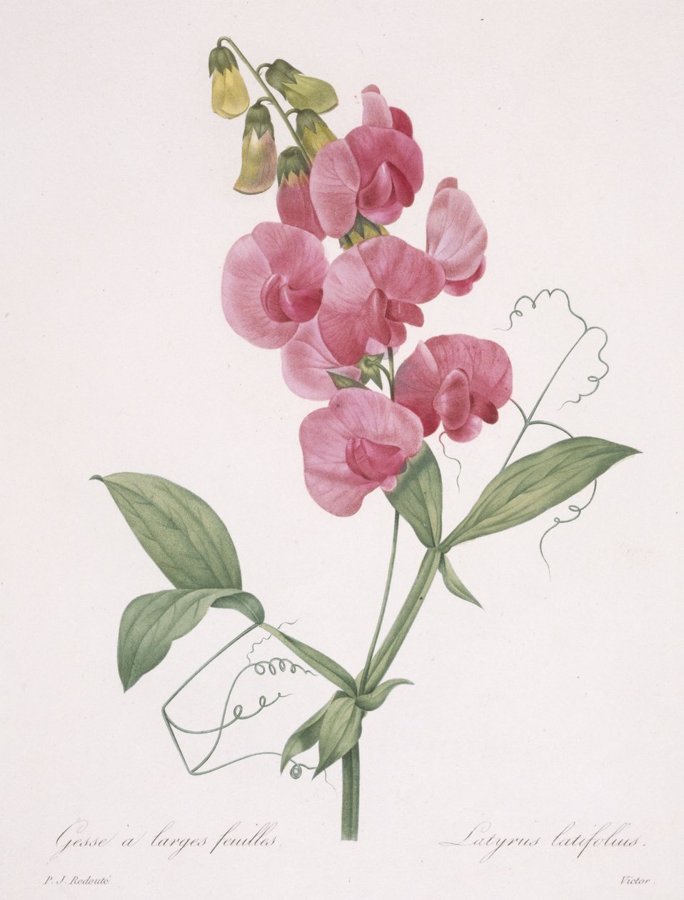 Lathyrus latifolius (Everlasting Pea), 1827 by Pierre Joseph Redouté