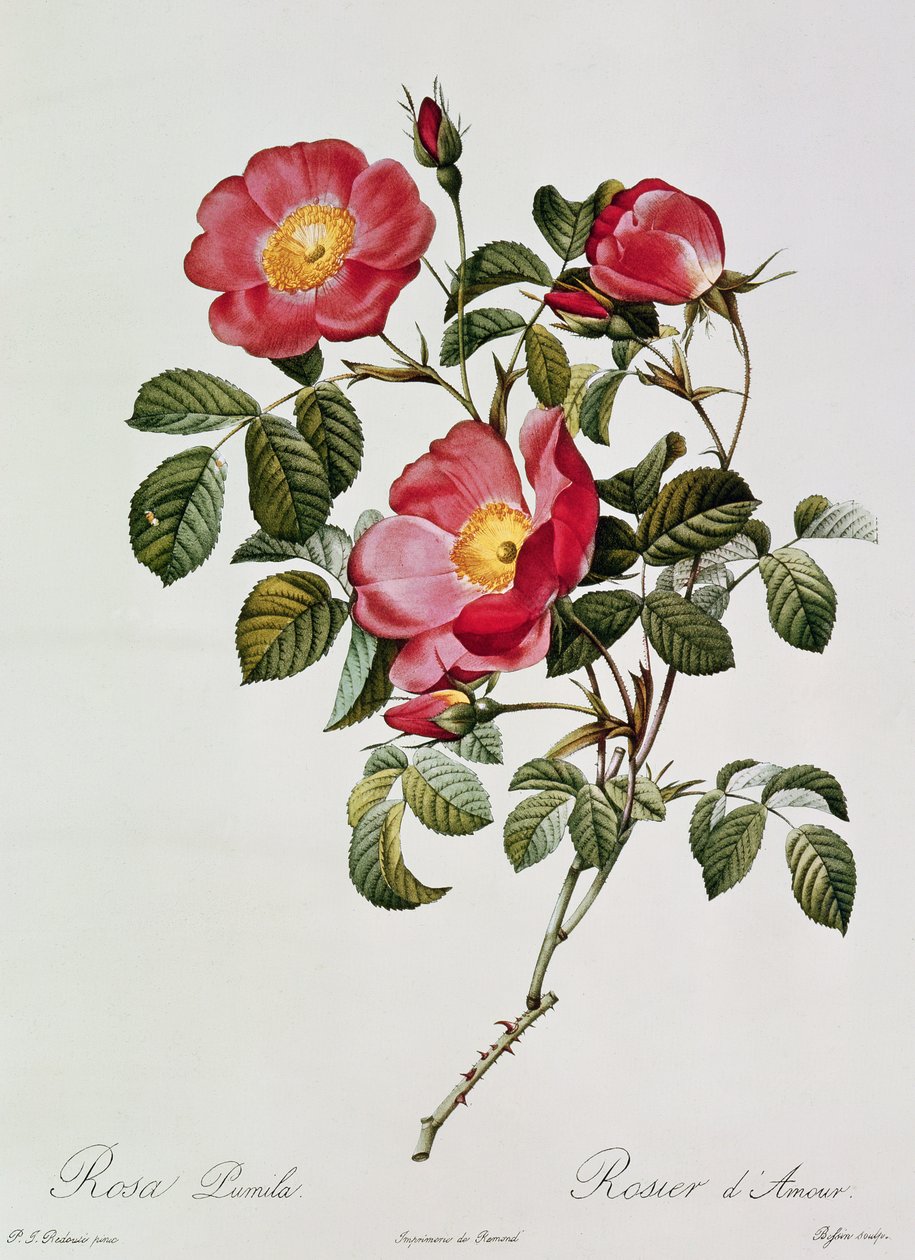 Les Roses de Thory. Rosa Pumilia by Pierre Joseph Redouté