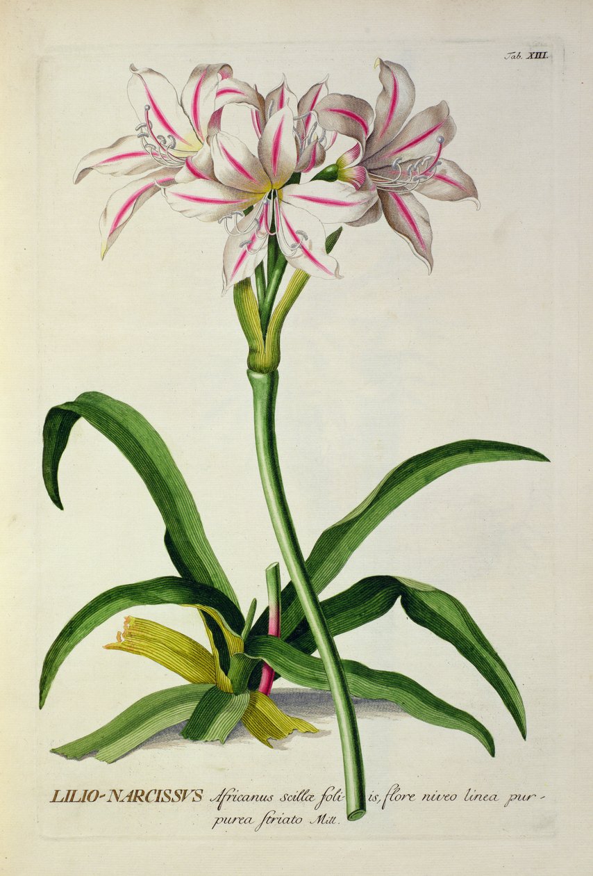 Lilio-Narcissus, Africanus, from 