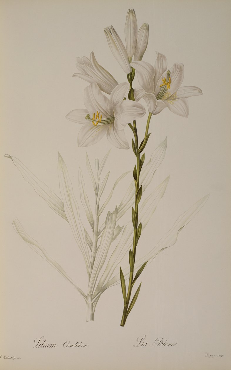 Lilium Candidum, from 