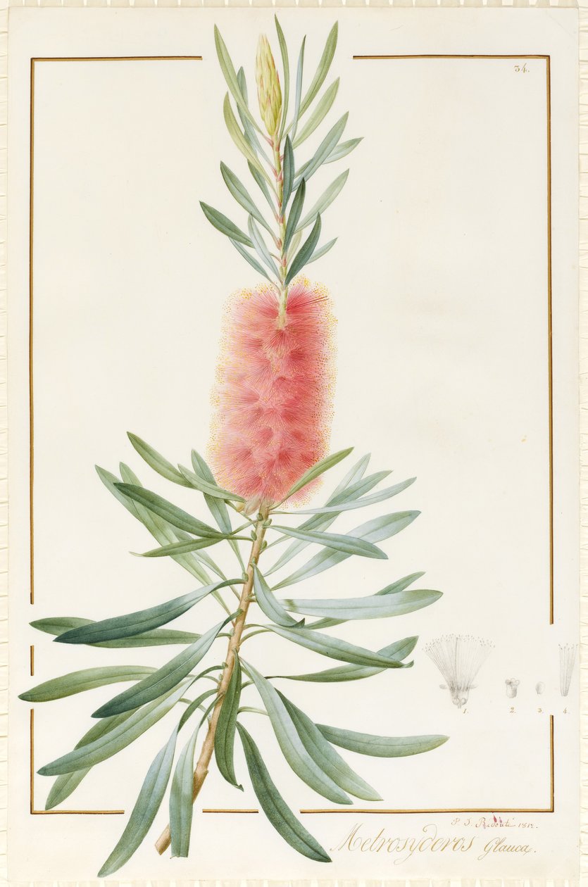 Metrosyderos Glauca, 1812 by Pierre Joseph Redouté