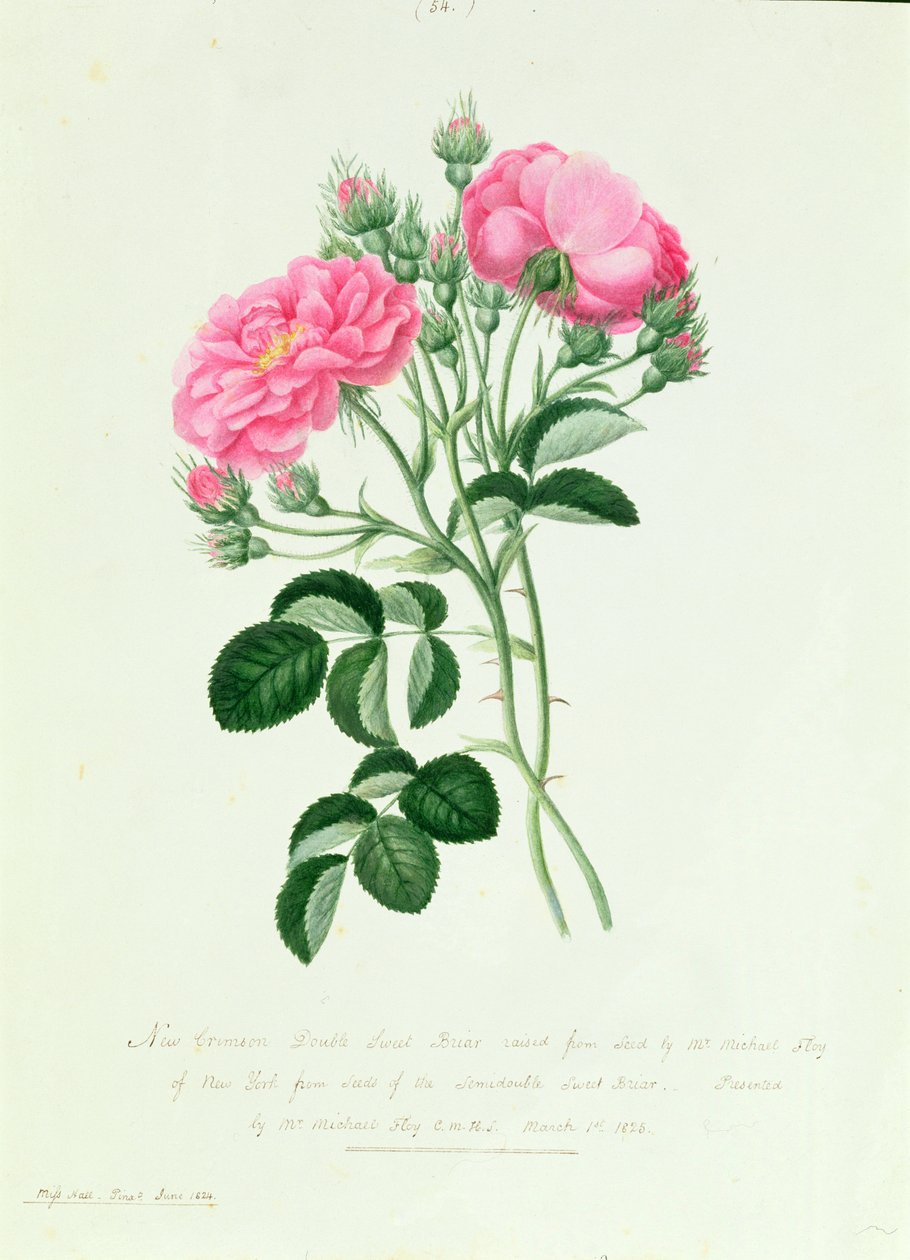 New Crimson Double Sweet Briar of New York by Pierre Joseph Redouté