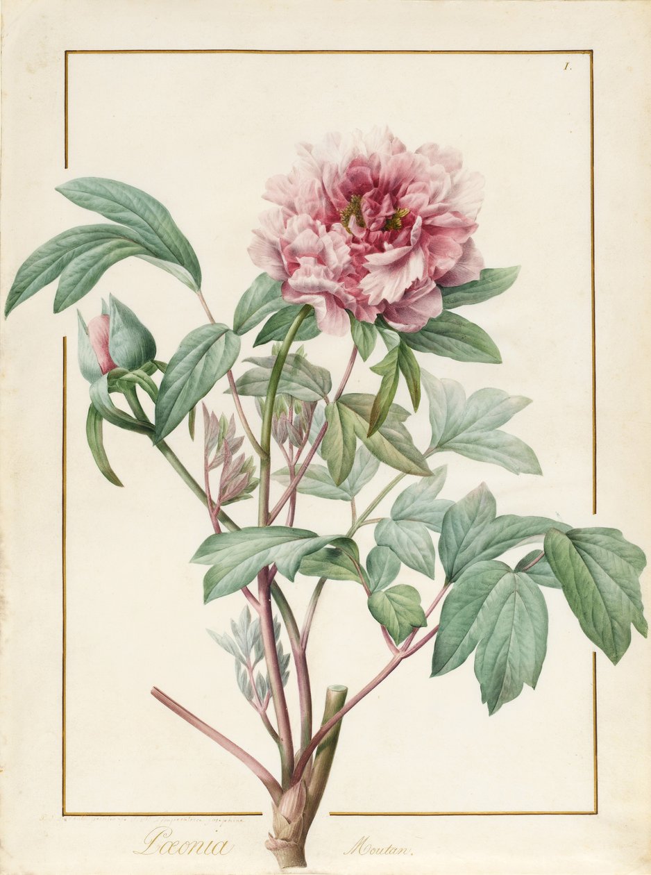 Paeonia Montan by Pierre Joseph Redouté