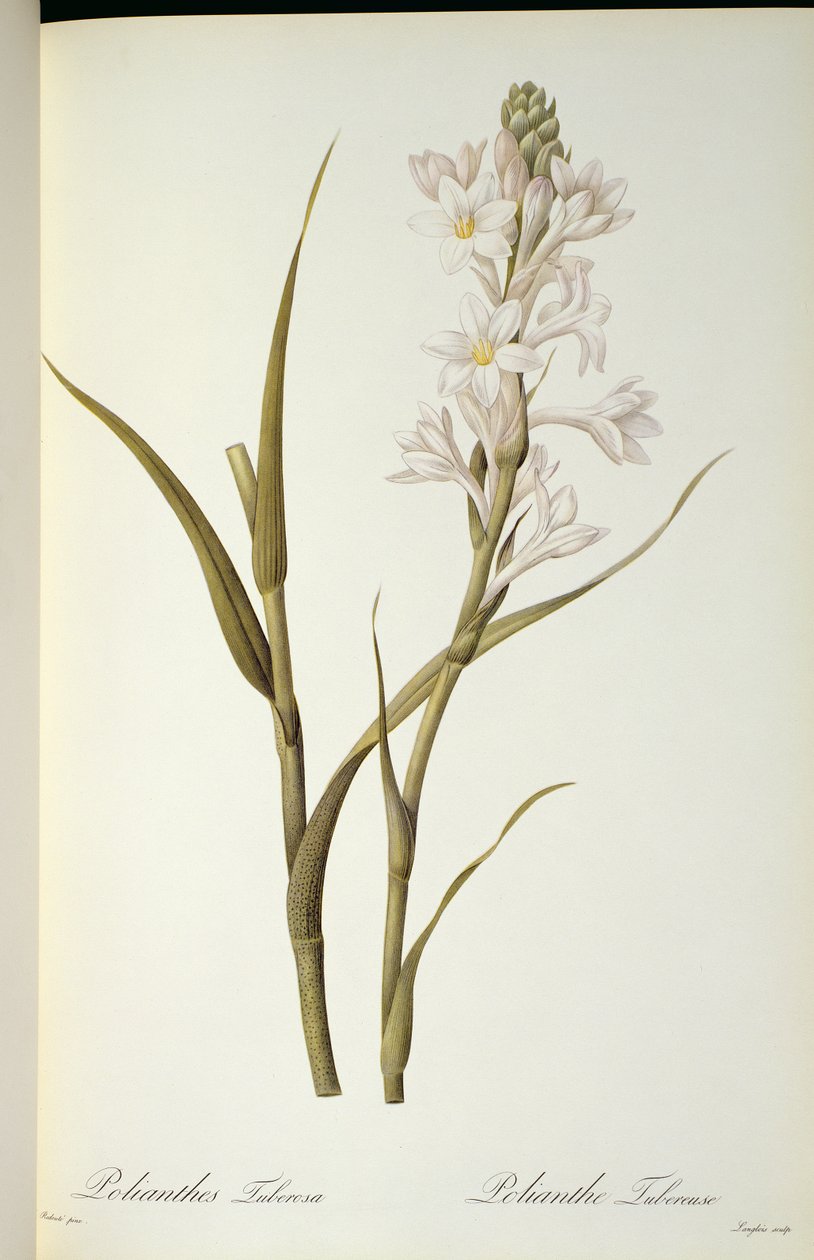 Polianthes Tuberosa, from 