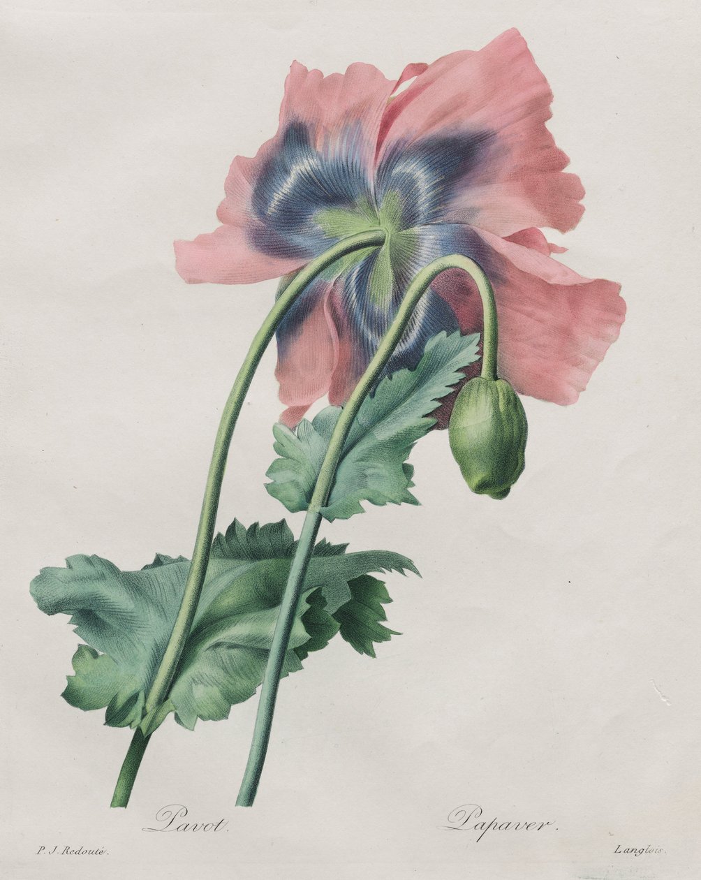 Poppy (Papaver), from Redouté by Pierre Joseph Redouté