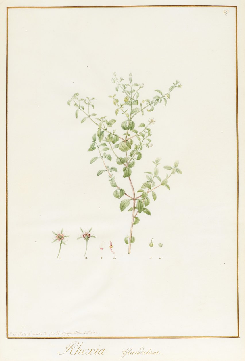 Rhexia Glandulosa by Pierre Joseph Redouté