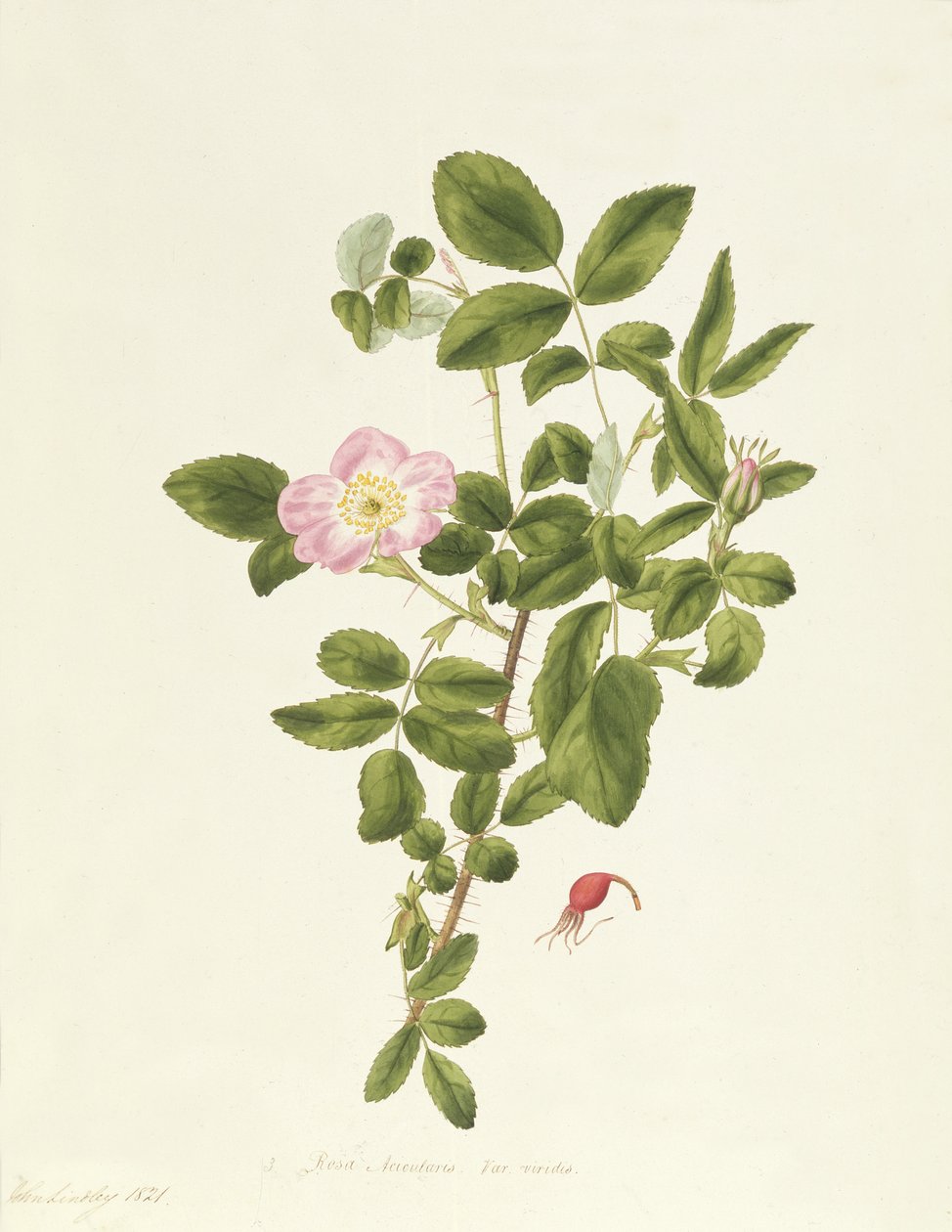 Rosa Acicularis Viridis by Pierre Joseph Redouté