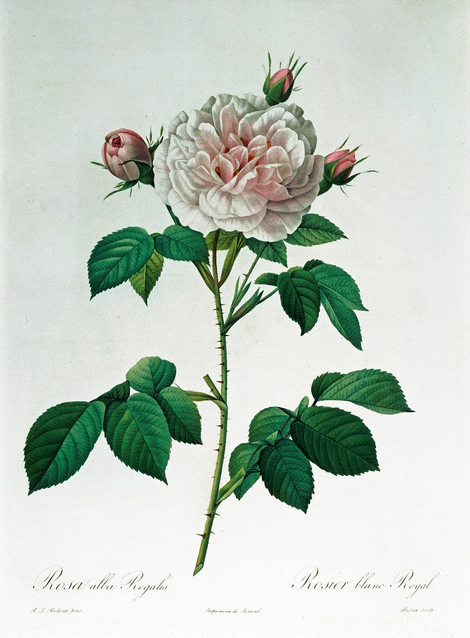 Rosa Alba Regalis, engraved by Bessin by Pierre Joseph Redouté