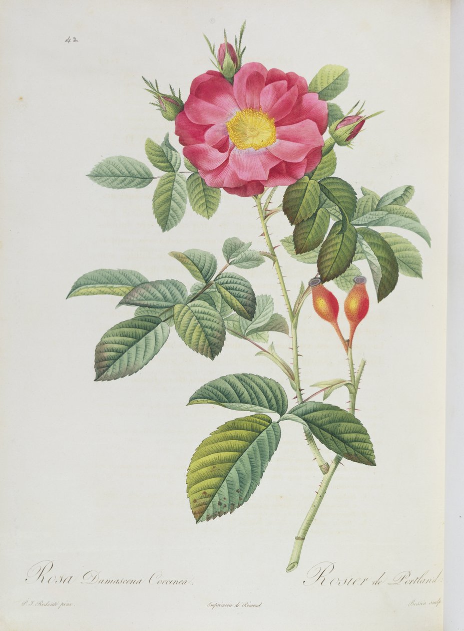 Rosa Damascena, from 