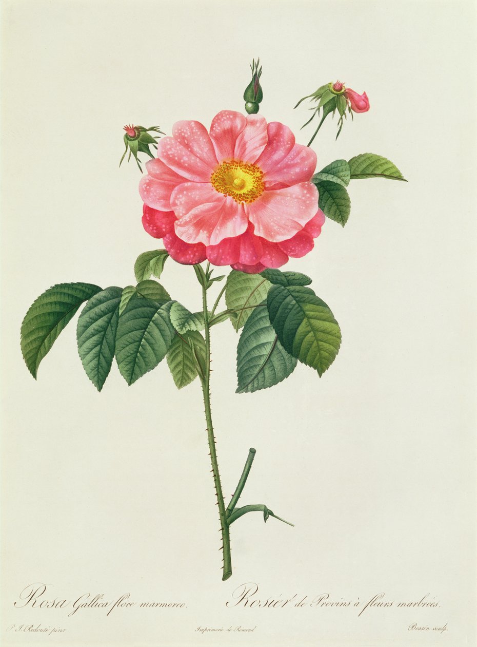 Rosa Gallica Flore Marmoreo by Pierre Joseph Redouté