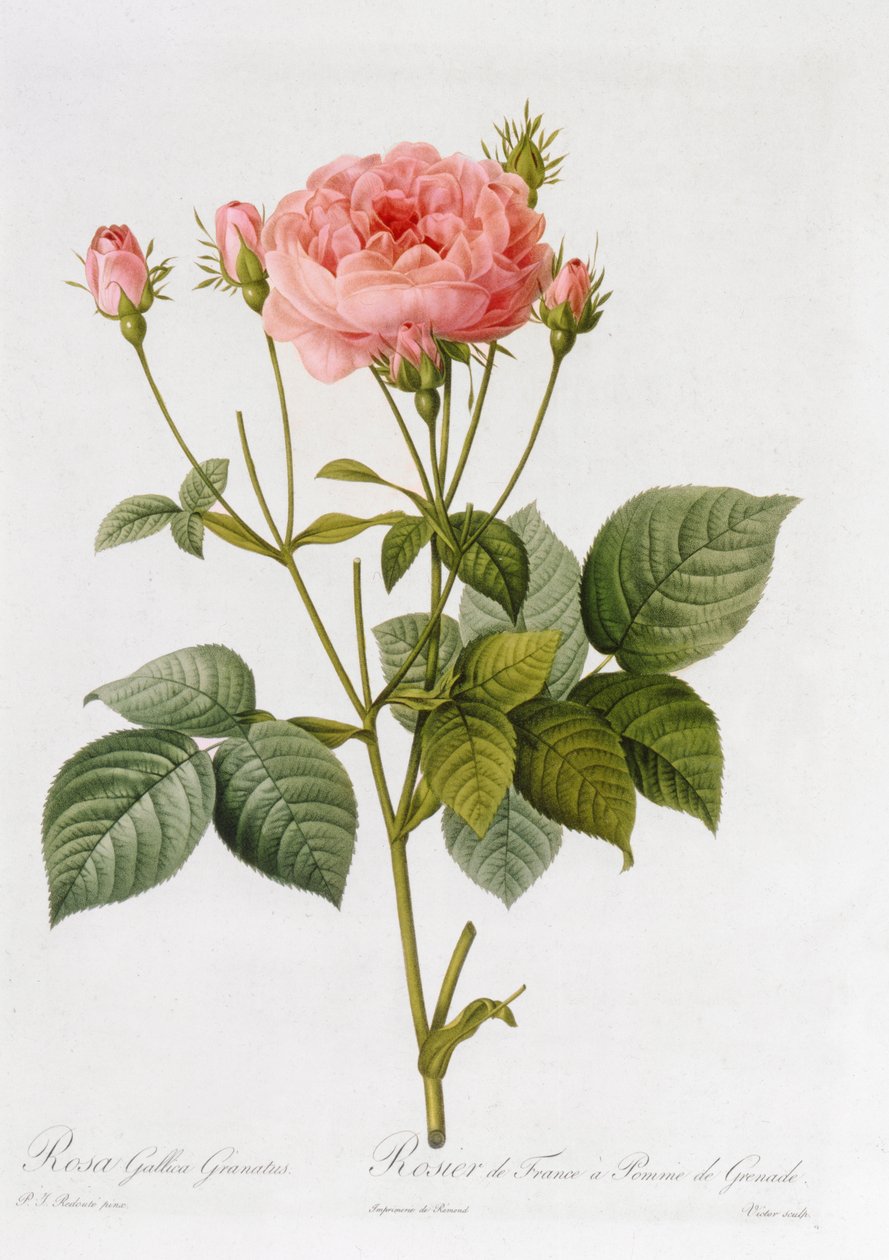 Rosa Gallica Granatus (from 