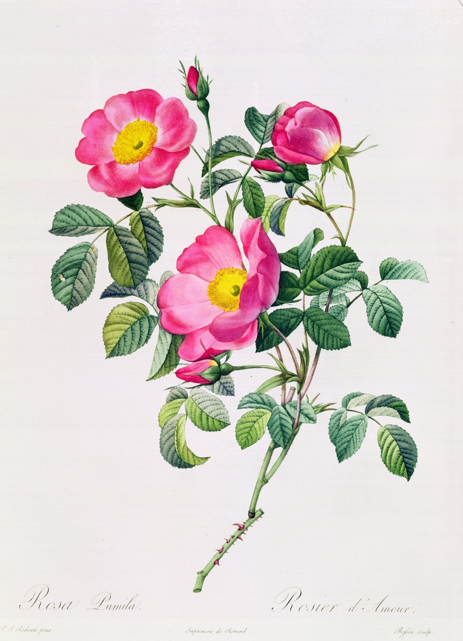 Rosa Lumila by Pierre Joseph Redouté