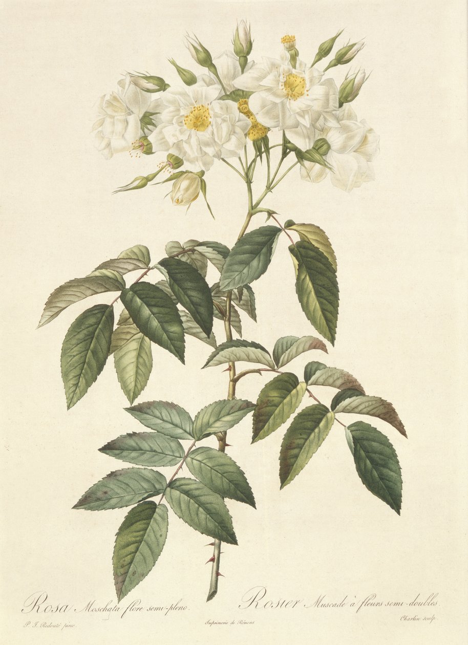 Rosa Moschata Flora Semi-Pleno by Pierre Joseph Redouté
