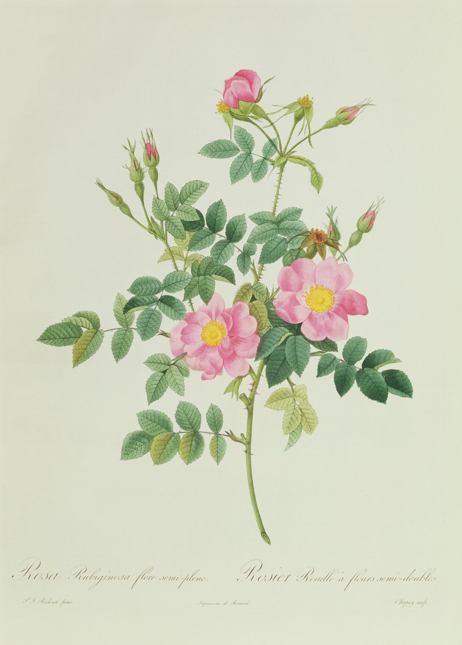 Rosa Rubiginosa Flore Semi-Pleno by Pierre Joseph Redouté