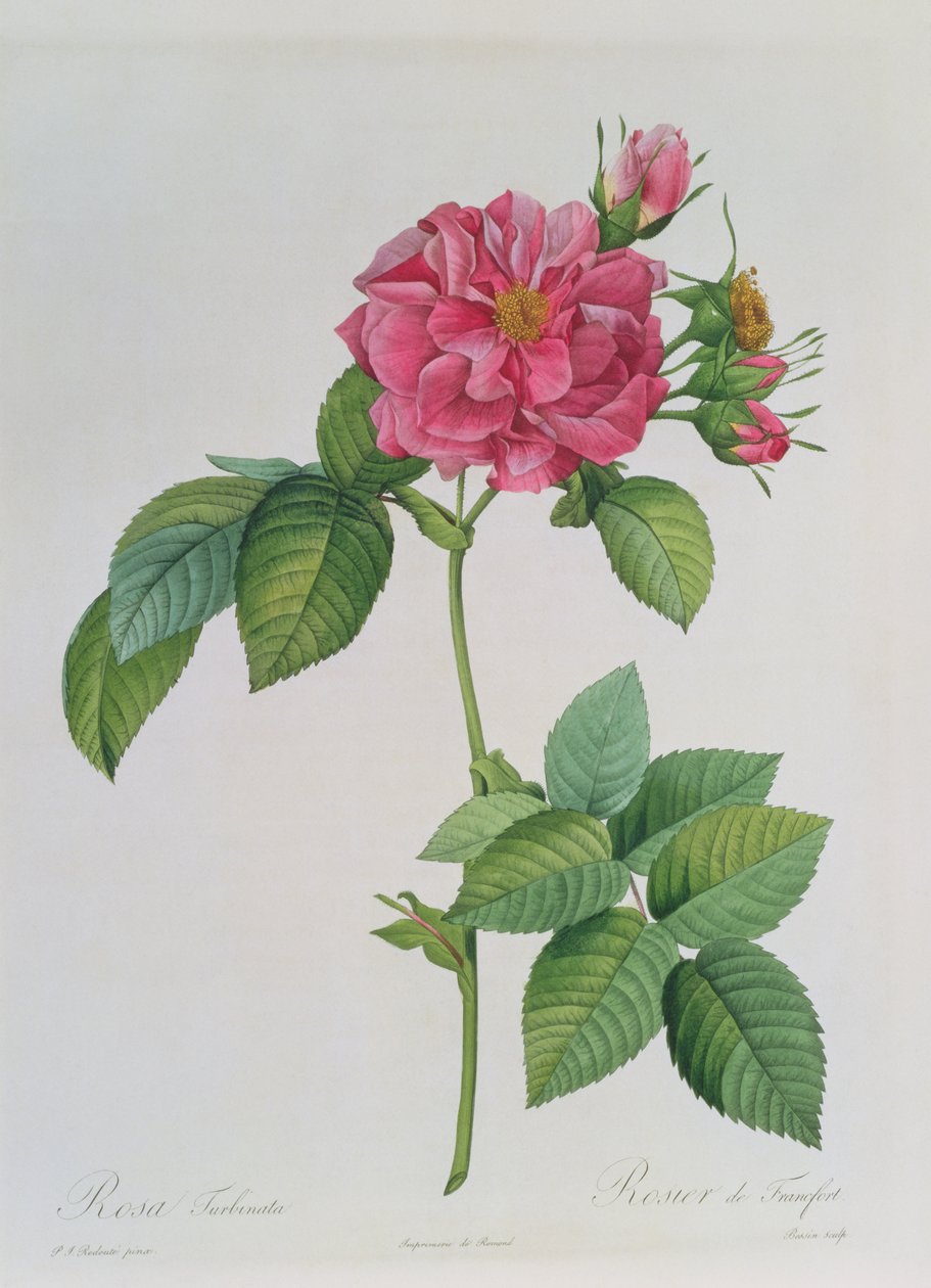 Rosa Turbinata, from 