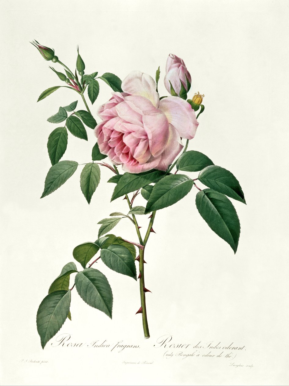 Rosa chinensis and Rosa gigantea, from 