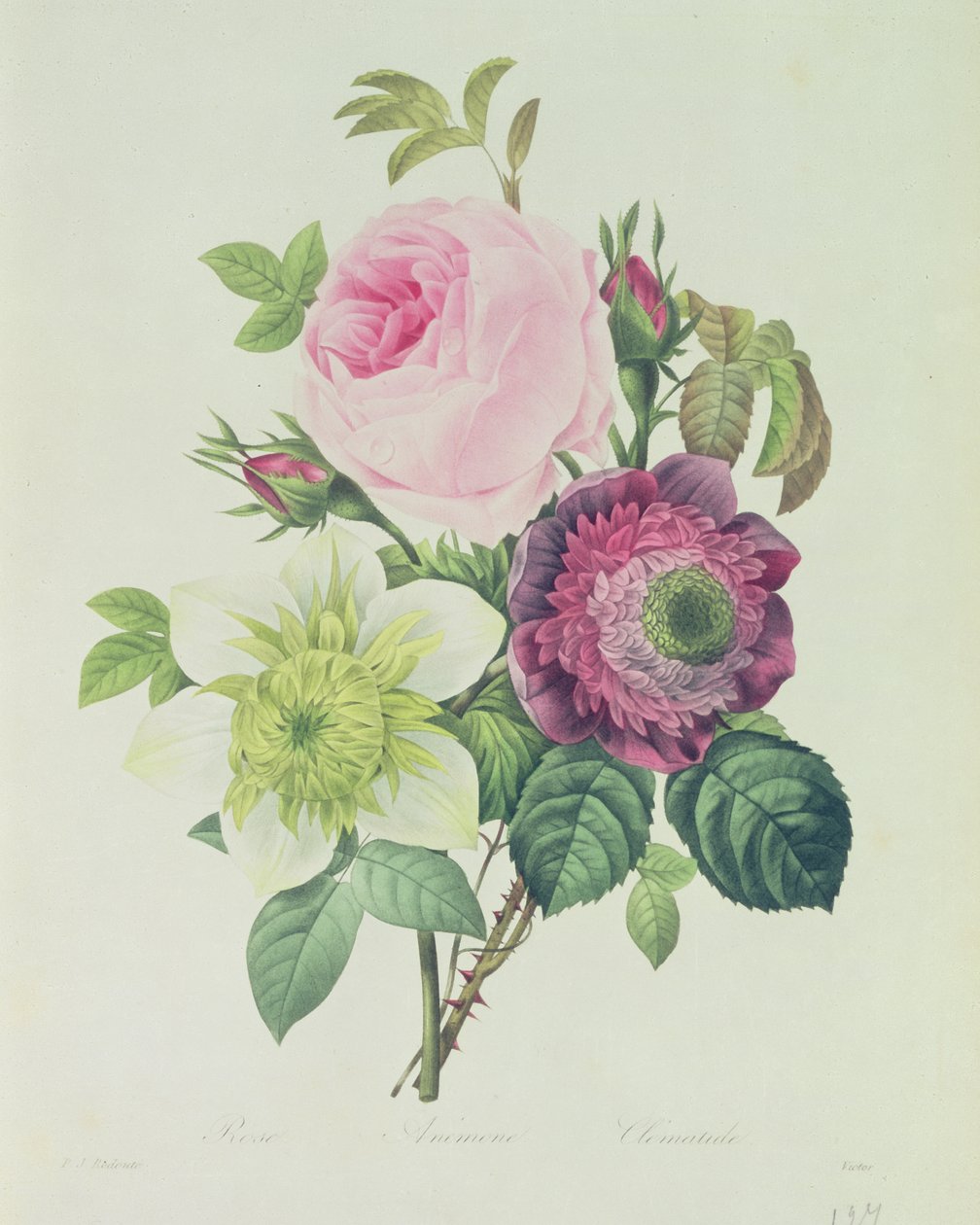 Rose, Anemone and Clematide, from 