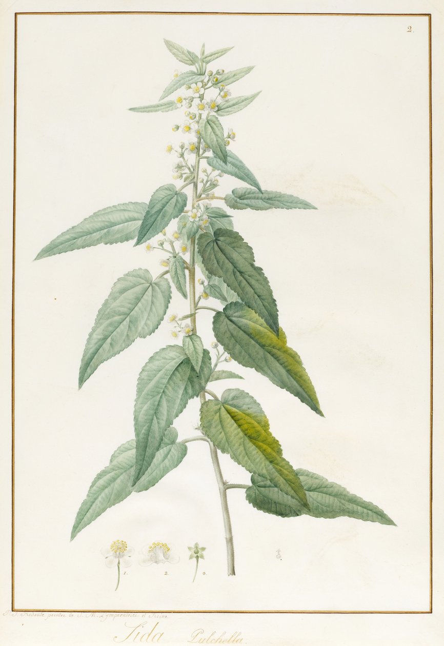 Sida Pulchella by Pierre Joseph Redouté