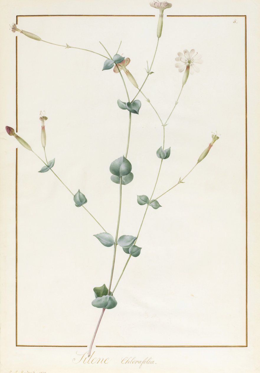 Silene Chloraefolia, 1810 by Pierre Joseph Redouté