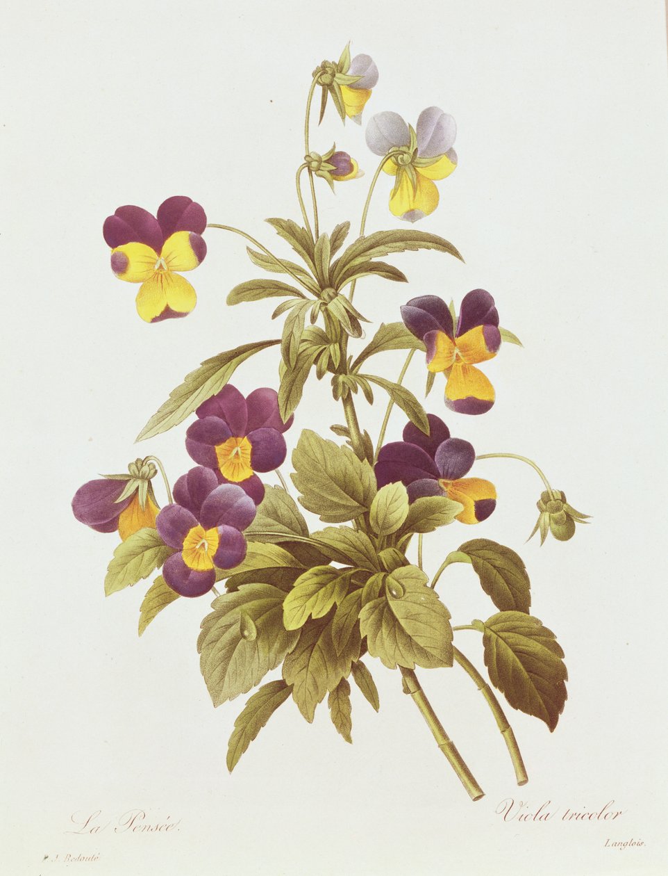 Viola Tricolour by Pierre Joseph Redouté