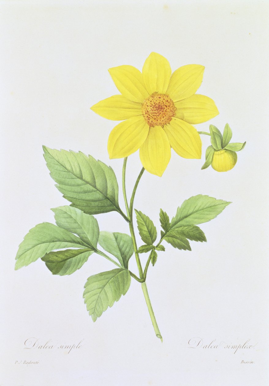 Dalea simplex, engraved by Bessin, from 