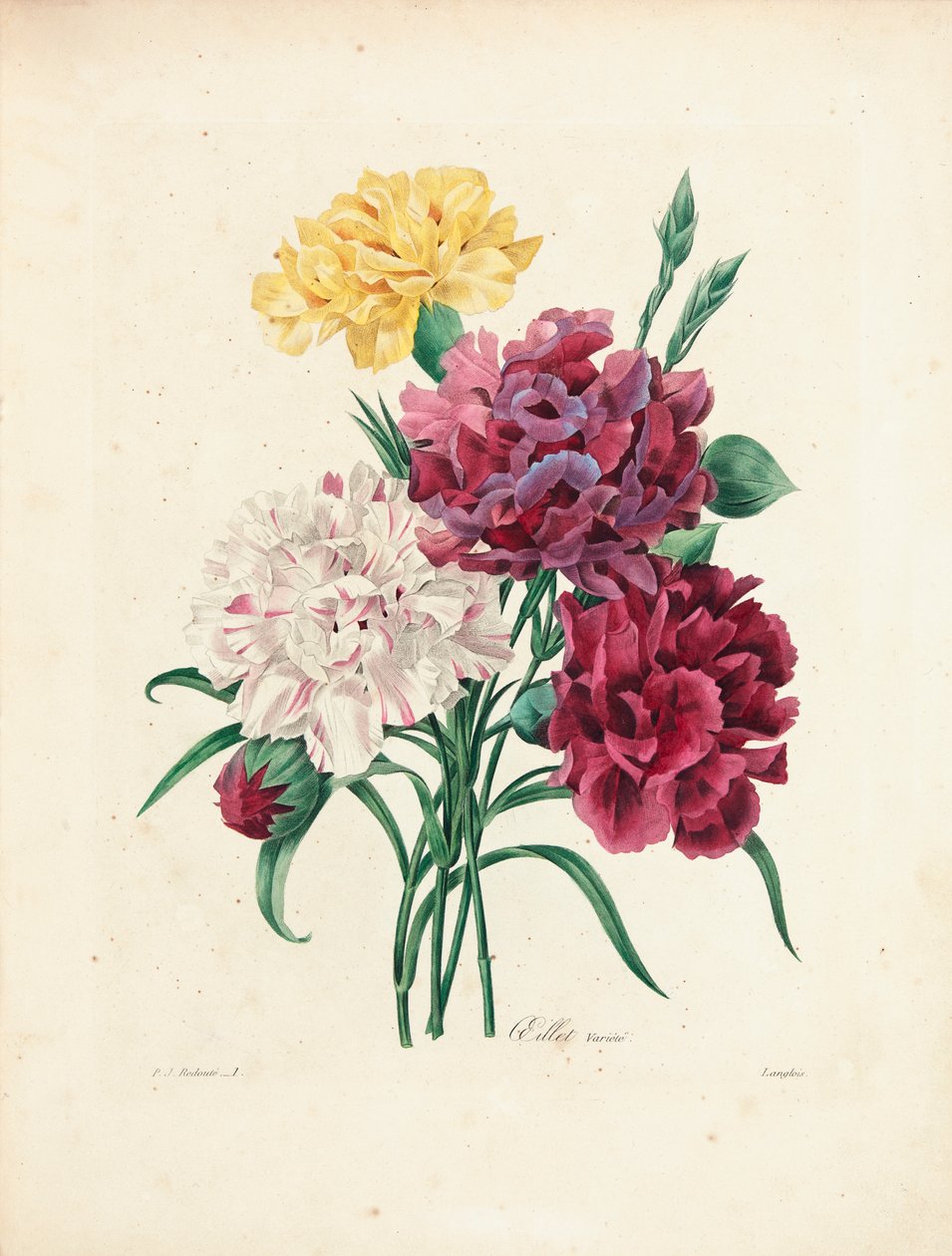Oeillets, Engraved by Langlois by Pierre Joseph Redouté