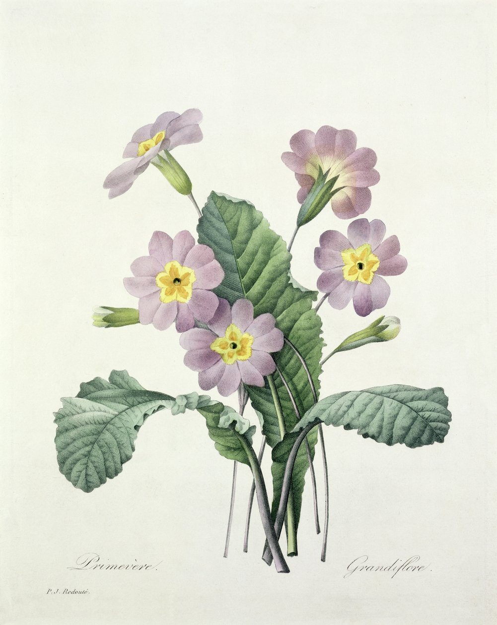 Primula (Primrose), engraved by Bessin, from 