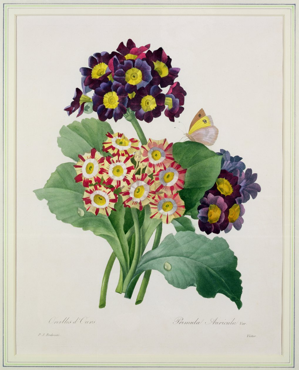 Primula Auricula, engraved by Victor, from 