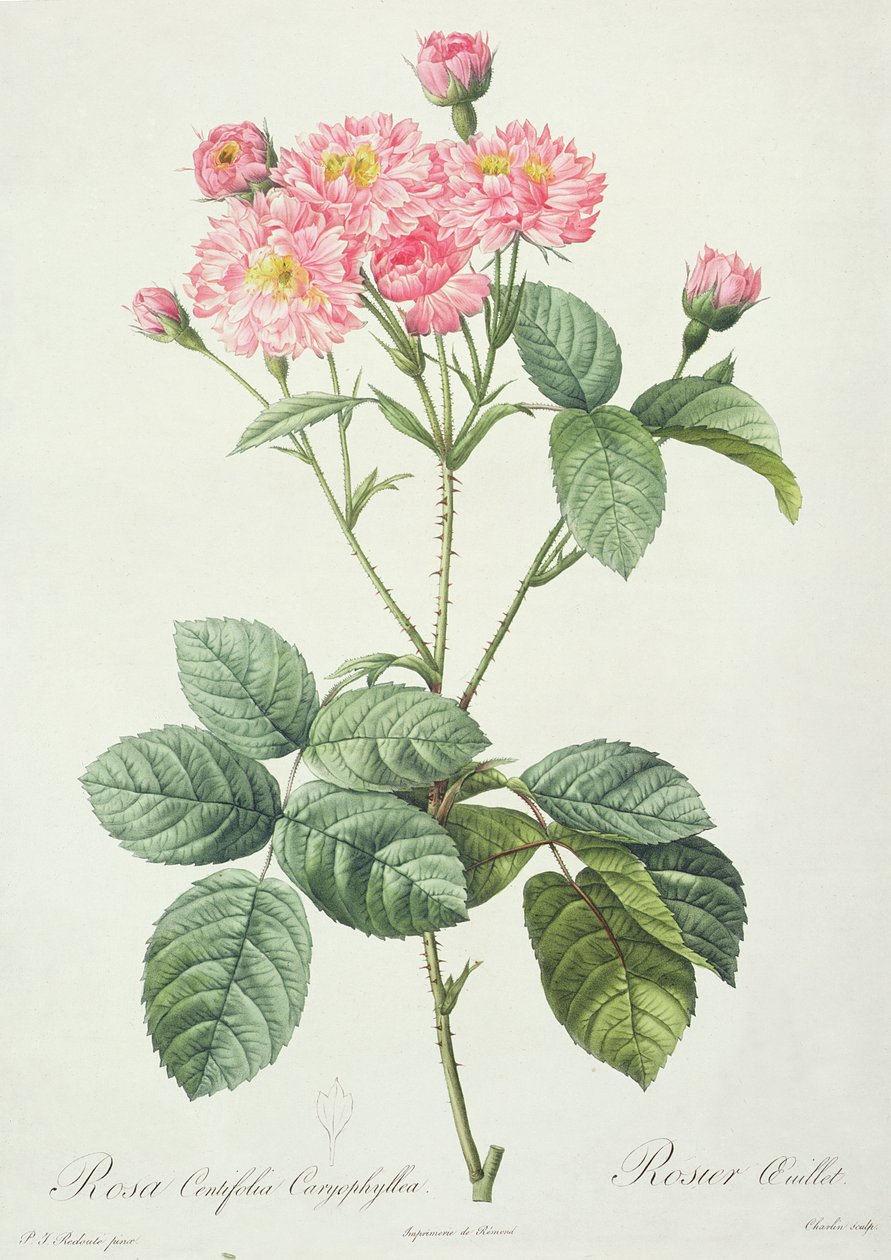 Rosa Centifolia Caryophyllea, engraved by Charlin, published by Remond by Pierre Joseph Redouté