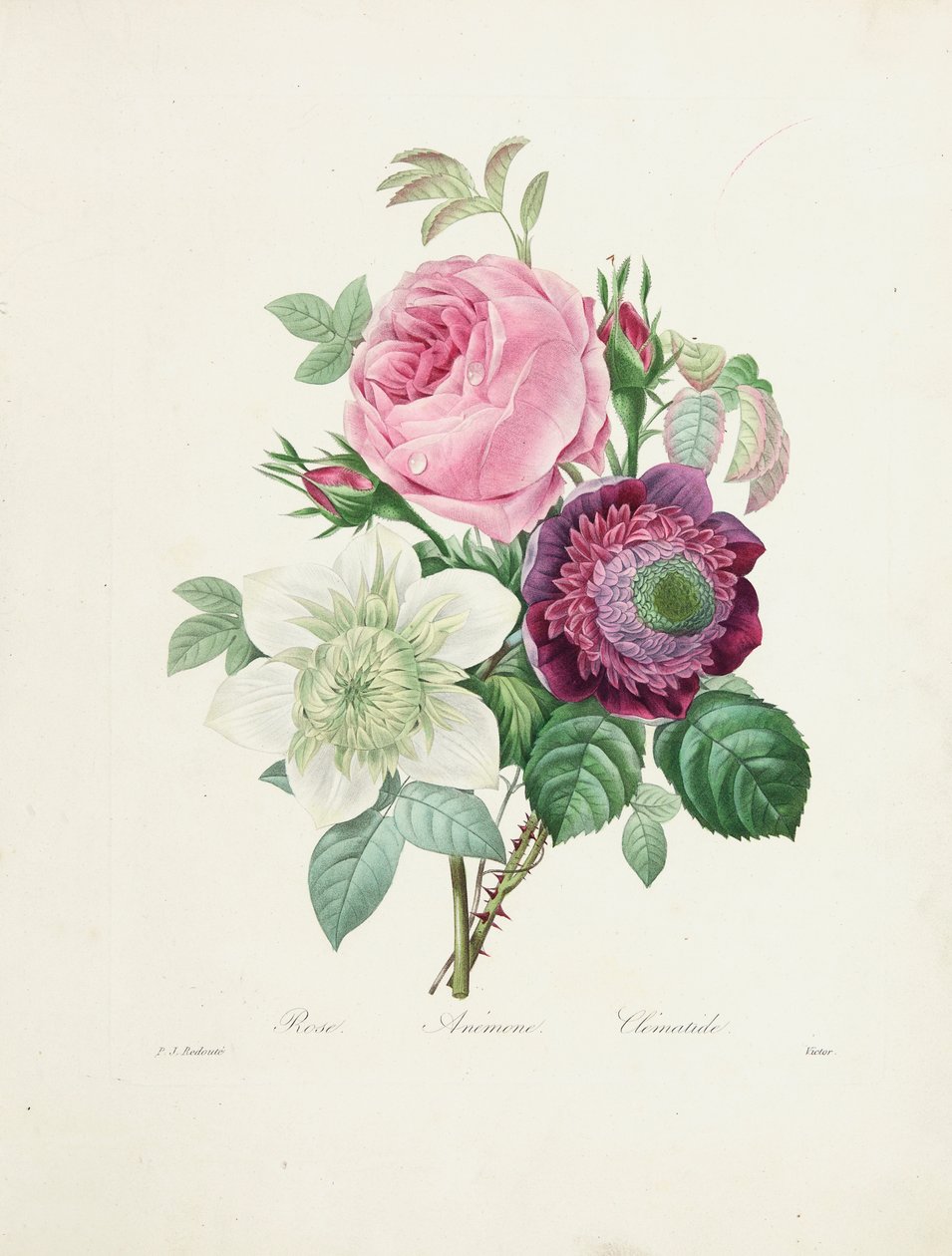 Rose, Anemone and Clematis, engraved by Victor, from 