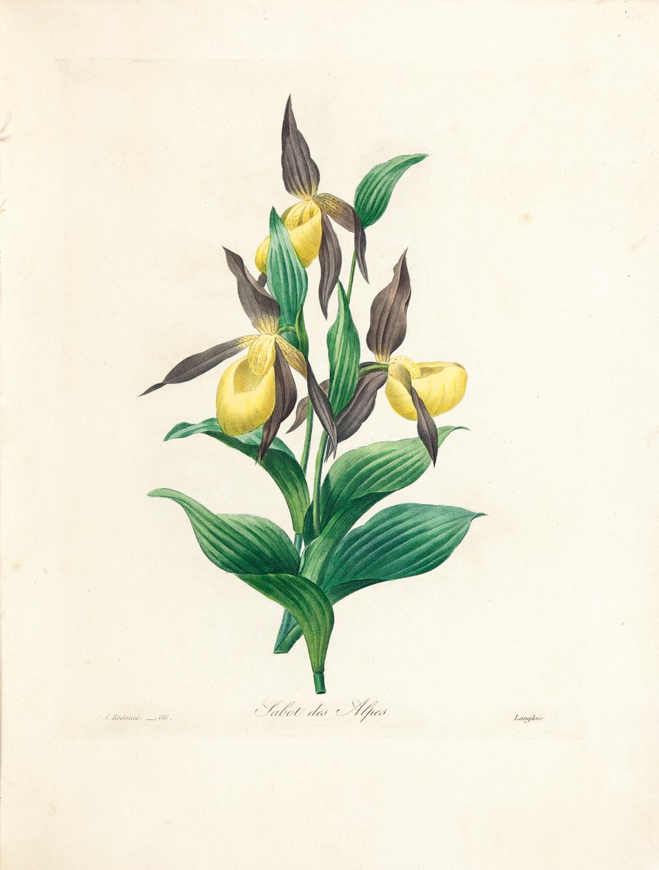 Sabot des Alpes, engraved by Langlois, from 