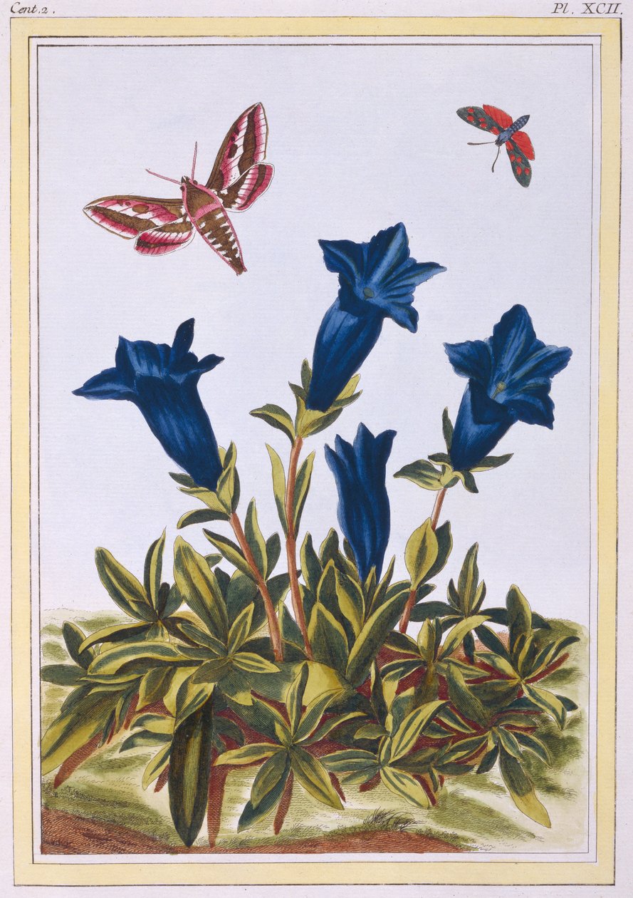 Blue Gentian (Trumpet Flower), c.1776 by Pierre Joseph Buchoz