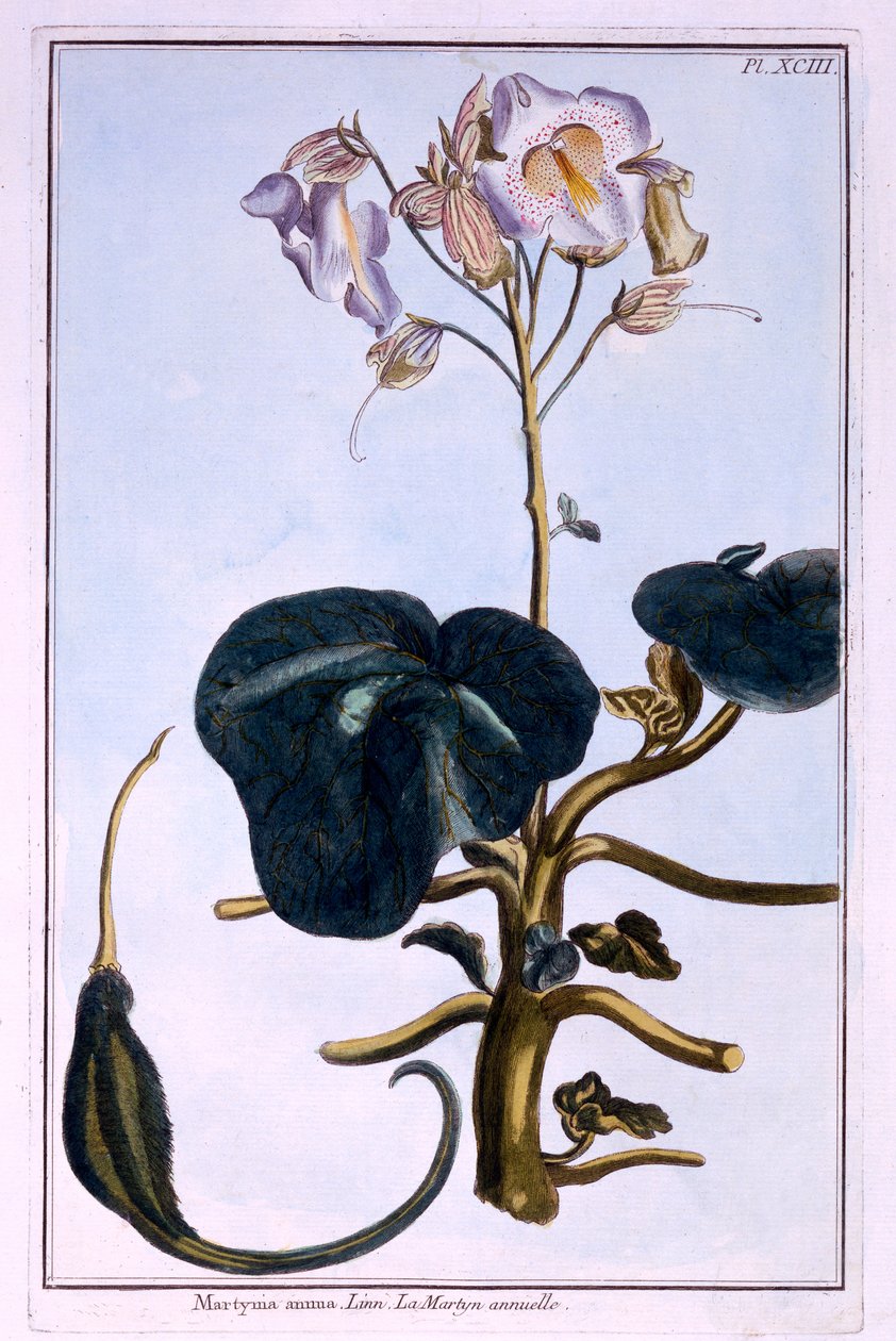 Proboscis Flower by Pierre Joseph Buchoz