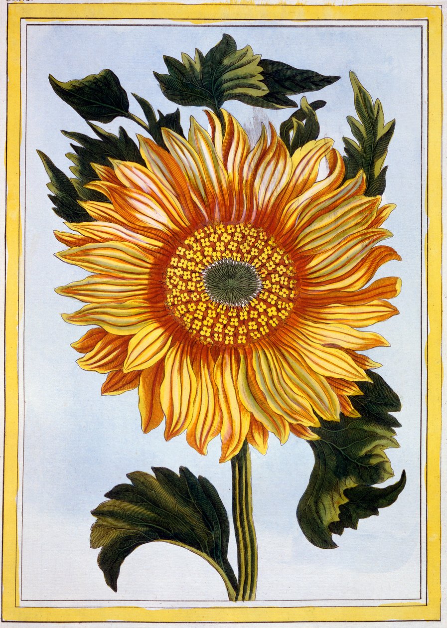 Sunflower by Pierre-Joseph Buchoz